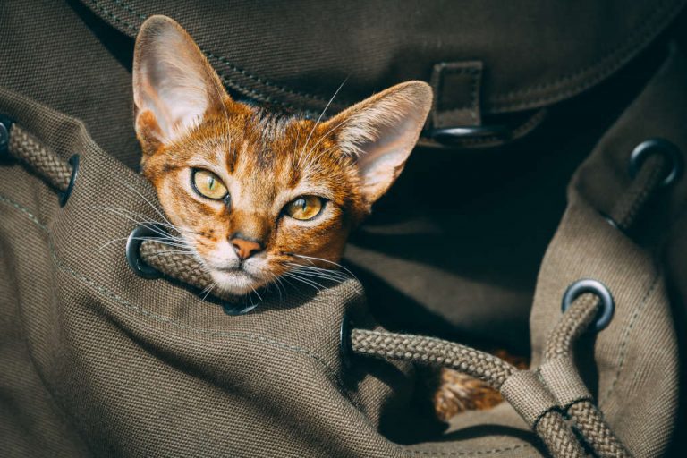 viajar con gato